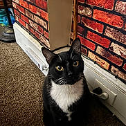 Tuxy is registered to the contest to win money with this photo: cat, tuxedo_cat, black_and_white, pet, indoor, carpet, brick_wall, curious, sitting, ears, whiskers, eyes, floor, power_outlet, cord, furniture, home, domestic, animal, companion