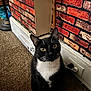 animal, black_and_white, brick_wall, carpet, cat, companion, cord, curious, domestic, ears, eyes, floor, furniture, home, indoor, pet, power_outlet, sitting, tuxedo_cat, whiskers