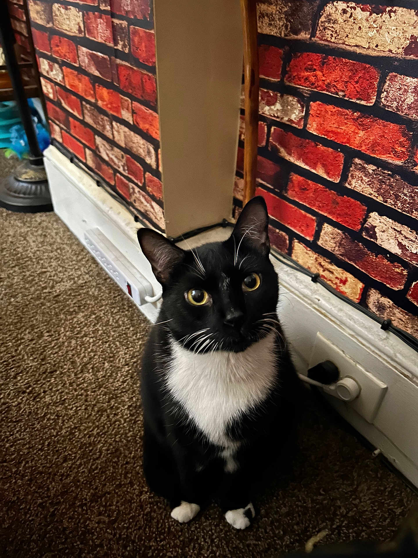 Tuxy is registered to the contest to win money with this photo: cat, tuxedo_cat, black_and_white, pet, indoor, carpet, brick_wall, curious, sitting, ears, whiskers, eyes, floor, power_outlet, cord, furniture, home, domestic, animal, companion