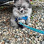 Micha is registered to the contest to win money with this photo: dog, puppy, pomeranian, fluffy, blue_harness, leash, rocks, outdoor, pet, small_dog, cute, fur, animal, sitting, closeup, nature, ground, expression, young_dog, gray_fur