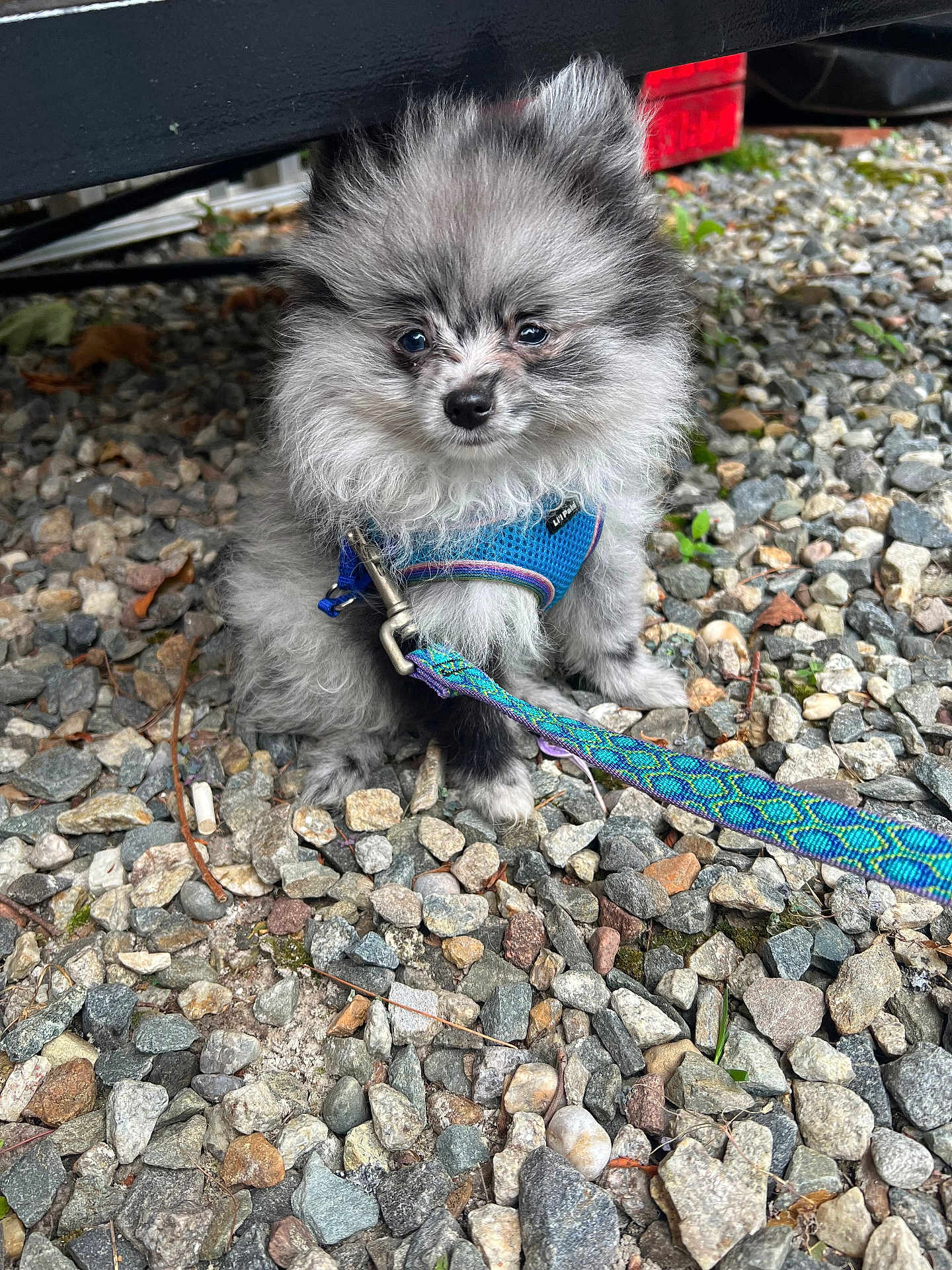 Micha is registered to the contest to win money with this photo: dog, puppy, pomeranian, fluffy, blue_harness, leash, rocks, outdoor, pet, small_dog, cute, fur, animal, sitting, closeup, nature, ground, expression, young_dog, gray_fur