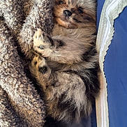 Micha joined the competition — help win amazing prizes! puppy, dog, fluffy, blanket, cozy, sleepy, cute, snuggled, fur, pet, animal, resting, indoor, blue_cushion, texture, small, soft, relaxed, closeup, adorable