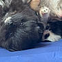 Mittens joined the competition — help win amazing prizes! puppy, dog, fluffy, black_dog, white_and_black_dog, paw, cute, pet, animal, lying_down, sleepy, soft, bed, blanket, indoors, fur, closeup, small_dog, young_dog, resting