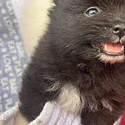 Mittens is registered to the contest to win money with this photo: puppy, dog, black_fur, white_fur, slipper, knitted, close_up, cute, pet, smiling, tongue, furry, animal, small, soft, indoors, cozy, happy, mouth, nose