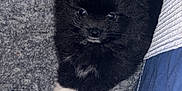 Mittens is registered to the contest to win money with this photo: puppy, dog, pomeranian, black_puppy, white_puppy, fluffy, pet_bed, blanket, cozy, cute, small_dog, animal, indoor, resting, fur, paw, portrait, young_dog, companion, domestic_animal