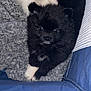 animal, black_puppy, blanket, companion, cozy, cute, dog, domestic_animal, fluffy, fur, indoor, paw, pet_bed, pomeranian, portrait, puppy, resting, small_dog, white_puppy, young_dog