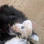 Mittens joined the competition — help win amazing prizes! dog, black_dog, stuffed_toy, plush, carpet, playful, pet, animal, bite, fur, teeth, toy, indoor, close_up, cute, companion, paw, snout, eye, pet_play