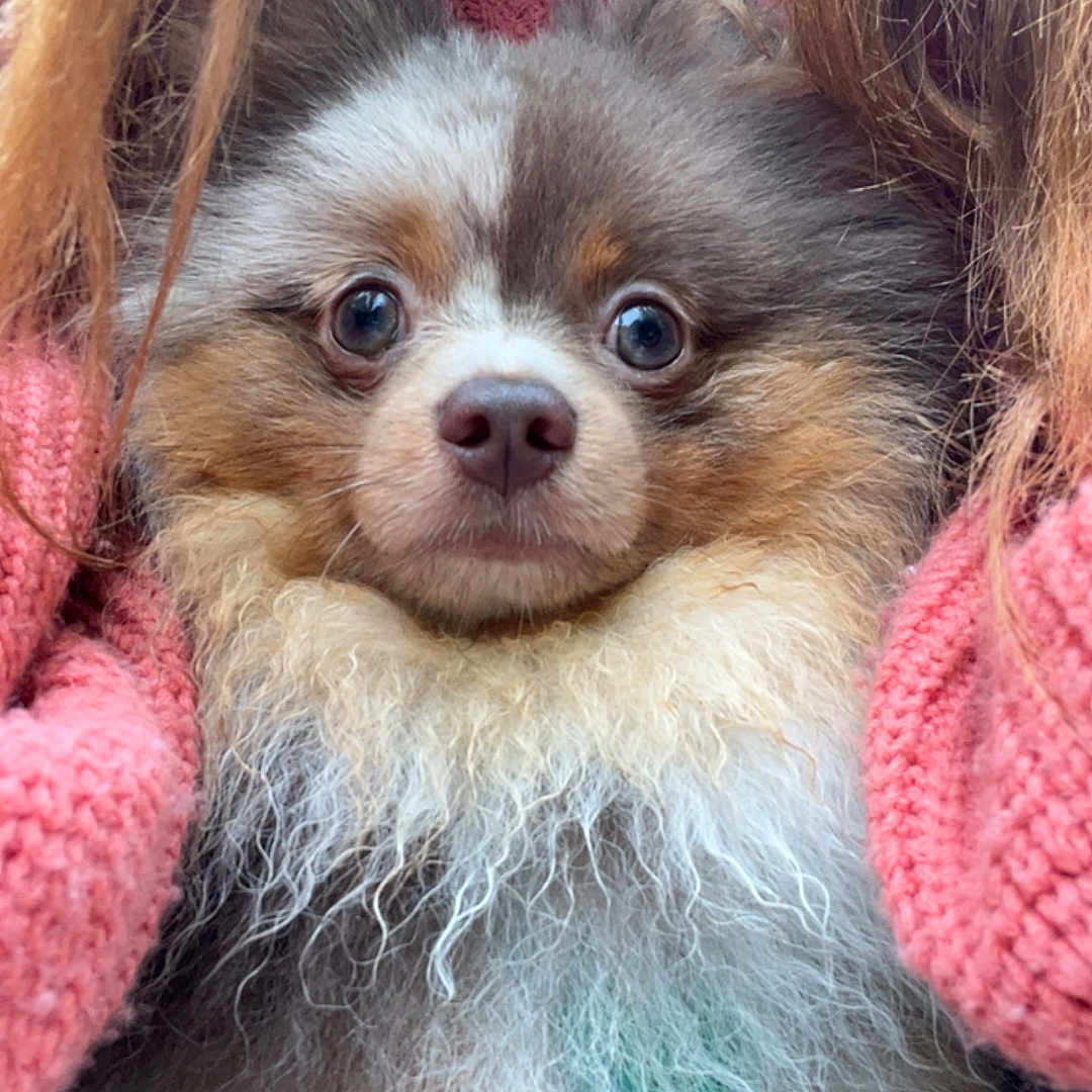 Mocha is registered to the contest to win money with this photo: animal, brown, closeup, cozy, cute, dog, eyes, face, fluffy, fur, hands, indoors, knit_sweater, nose, pet, pink, pomeranian, portrait, small_dog, white