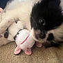 Makiya is registered to the contest to win money with this photo: puppy, dog, plush_toy, carpet, black_and_white, close_up, cute, soft, furry, pet, indoor, toy, sleepy, animal, snuggling, young_dog, adorable, cozy, light, resting