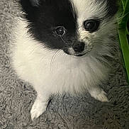 Makiya joined the competition — help win amazing prizes! puppy, dog, black_and_white, fluffy, carpet, cute, pet, animal, small_dog, indoors, fur, face, eyes, nose, paw, young_dog, looking_up, adorable, soft_texture, companion