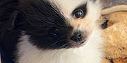Makiya joined the competition — help win amazing prizes! puppy, dog, black_and_white, fluffy, cute, toy, blanket, fur, pet, animal, close_up, snuggle, soft, indoor, young, adorable, sleepy, companion, playful, domestic
