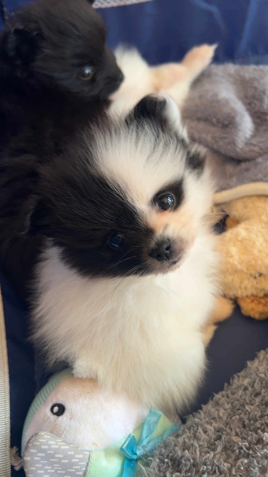 Makiya joined the competition — help win amazing prizes! puppy, dog, black_and_white, fluffy, cute, toy, blanket, fur, pet, animal, close_up, snuggle, soft, indoor, young, adorable, sleepy, companion, playful, domestic