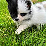 Makiya is registered to the contest to win money with this photo: puppy, dog, black_and_white, grass, outdoor, cute, animal, fur, pet, nature, playful, young, soft, small, adorable, canine, walking, closeup, green, background