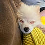 Maizy is registered to the contest to win money with this photo: puppy, dog, sleeping, white_fur, toy, yellow, cushion, brown, closeup, resting, pet, cozy, indoor, furry, cute, domestic_animal, comfort, relaxation, human_leg, nap