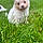 Maizy