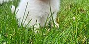 Maizy joined the competition — help win amazing prizes! puppy, dog, grass, outdoor, cute, fluffy, white, young, animal, nature, pet, small, fur, green, field, portrait, adorable, curious, sitting, eyes
