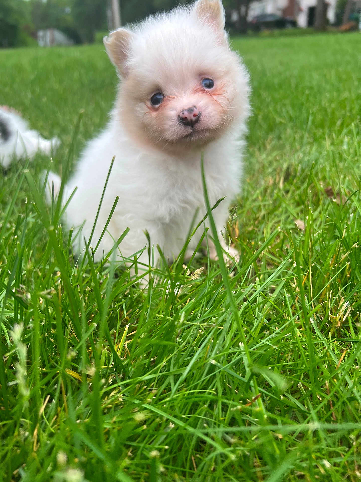 Maizy joined the competition — help win amazing prizes! puppy, dog, grass, outdoor, cute, fluffy, white, young, animal, nature, pet, small, fur, green, field, portrait, adorable, curious, sitting, eyes