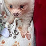 Maizy is registered to the contest to win money with this photo: puppy, dog, animal, pet, cute, fluffy, nose, paw, blanket, pattern, soft, fur, young, indoors, closeup, cozy, white, brown, red, curious