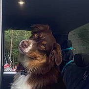 Ciaro is registered to the contest to win money with this photo: dog, canine, pet, inside_car, window, looking_up, brown_fur, white_fur, fluffy, portrait, outdoor_background, vehicle_interior, seat, collar, curious_expression, head_tilt, natural_light, daytime, trees, equipment