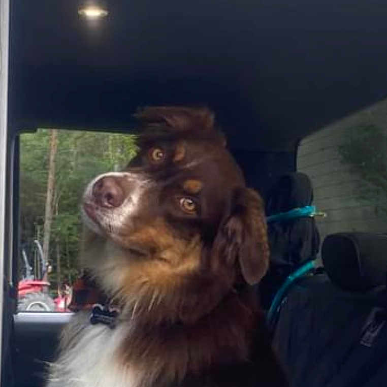 Ciaro is registered to the contest to win money with this photo: brown_fur, canine, collar, curious_expression, daytime, dog, equipment, fluffy, head_tilt, inside_car, looking_up, natural_light, outdoor_background, pet, portrait, seat, trees, vehicle_interior, white_fur, window