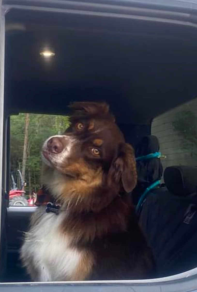 Ciaro is registered to the contest to win money with this photo: dog, canine, pet, inside_car, window, looking_up, brown_fur, white_fur, fluffy, portrait, outdoor_background, vehicle_interior, seat, collar, curious_expression, head_tilt, natural_light, daytime, trees, equipment