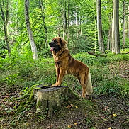 Thorin a rejoint le concours — aidez-le/la à gagner de superbes lots ! dog, forest, tree_stump, greenery, nature, outdoor, animal, canine, fur, tongue, trees, leaves, moss, wildlife, standing, daylight, woodland, mammal, alert, scenery