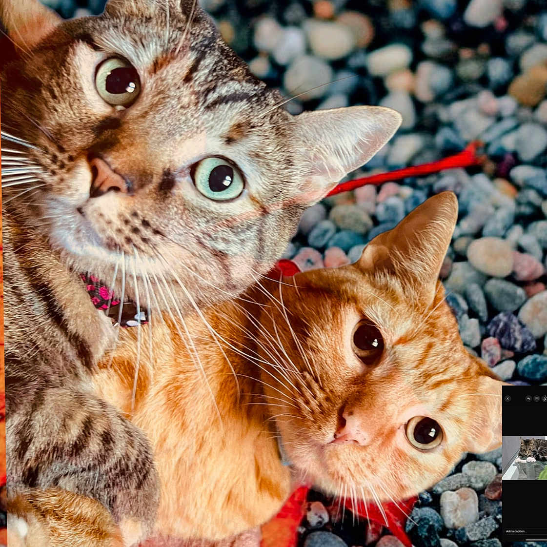 Cash-Money joined the competition — help win amazing prizes! abyssinian, accessories, animal, brick, cat, face, gravel, head, kitten, leash, manx, pebble, person, pet, photography, portrait, road, rock, rubble, siamese