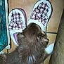 puppy, dog, slippers, plaid, brown, white, fur, floor, tiles, indoor, cozy, pet, cute, animal, curious, nose, paw, household, home, comfort