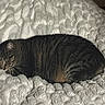 Rosie Lynn joined the competition — help win amazing prizes! animal, blanket, cat, comfort, cozy, cute, domestic_cat, ears, fur, indoor, mammal, pet, relaxation, resting, sleep, sleeping, soft, tabby_cat, texture, whiskers
