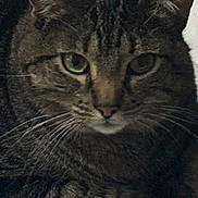 Rosie Lynn is registered to the contest to win money with this photo: animal, calm, cat, close_up, cute, domestic_animal, ears, face, feline, fur, green_eyes, indoor, laying_down, looking_at_camera, mammal, pet, portrait, resting, tabby_cat, whiskers