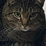 animal, calm, cat, close_up, cute, domestic_animal, ears, face, feline, fur, green_eyes, indoor, laying_down, looking_at_camera, mammal, pet, portrait, resting, tabby_cat, whiskers