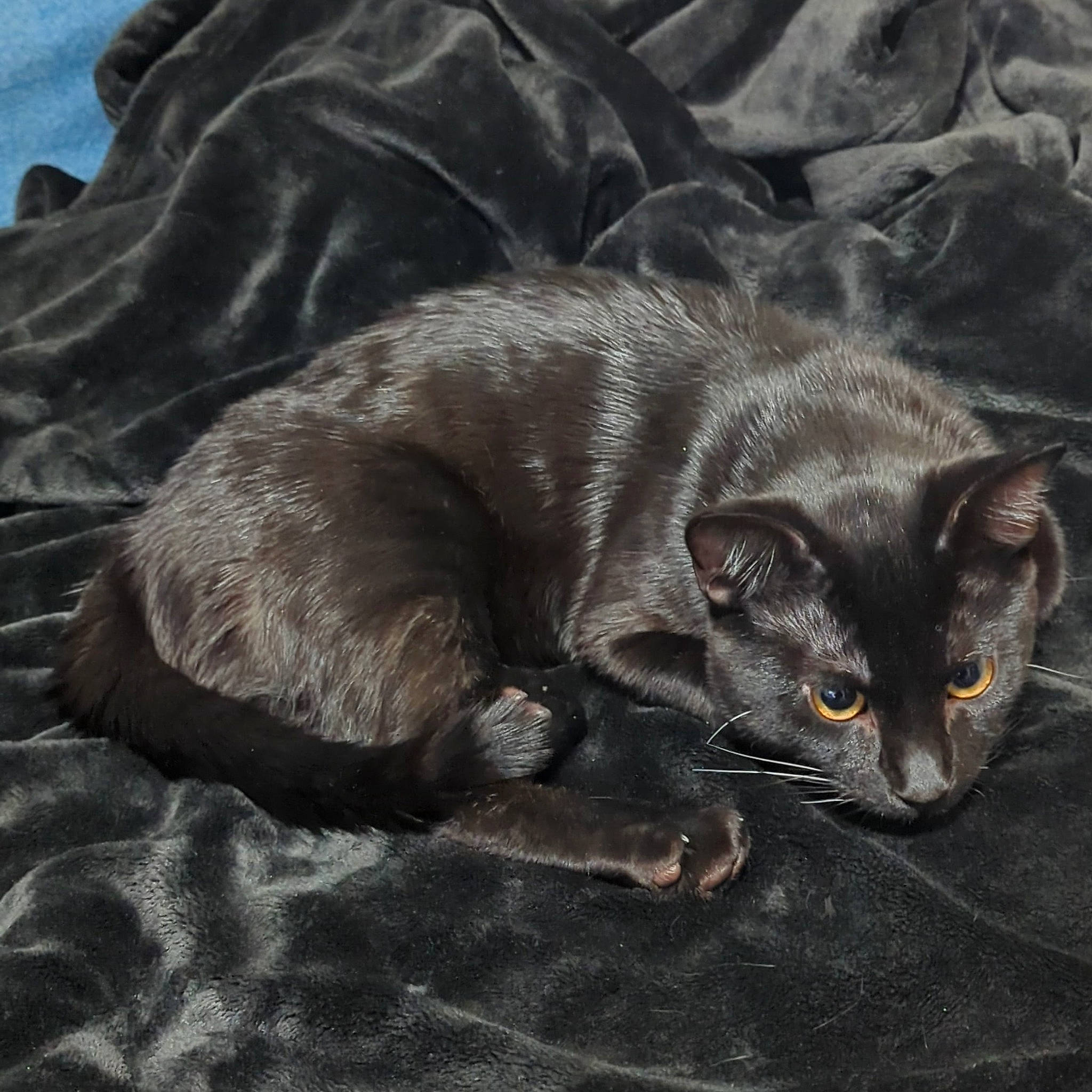 Chaos joined the competition — help win amazing prizes! black_cat, bombay, carnivore, cat, claw, comfort, domestic_short_haired_cat, eye, felidae, fur, grey, havana_brown, paw, small_to_medium_sized_cats, tail, terrestrial_animal, whiskers, wildlife