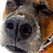 Lily is registered to the contest to win money with this photo: animal, brown_fur, canine, close_up, collar, cute, dog, fur, nature, nose, outdoor, paw_prints, pet, playful, portrait, snout, snow, snowflakes, whiskers, winter