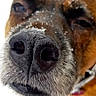 animal, brown_fur, canine, close_up, collar, cute, dog, fur, nature, nose, outdoor, paw_prints, pet, playful, portrait, snout, snow, snowflakes, whiskers, winter