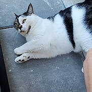 Roxy participe au concours pour gagner de l'argent avec cette photo : abyssinian, accessories, angora, animal, cat, kitten, leash, manx, person, pet, plywood, siamese, slate, strap, wood