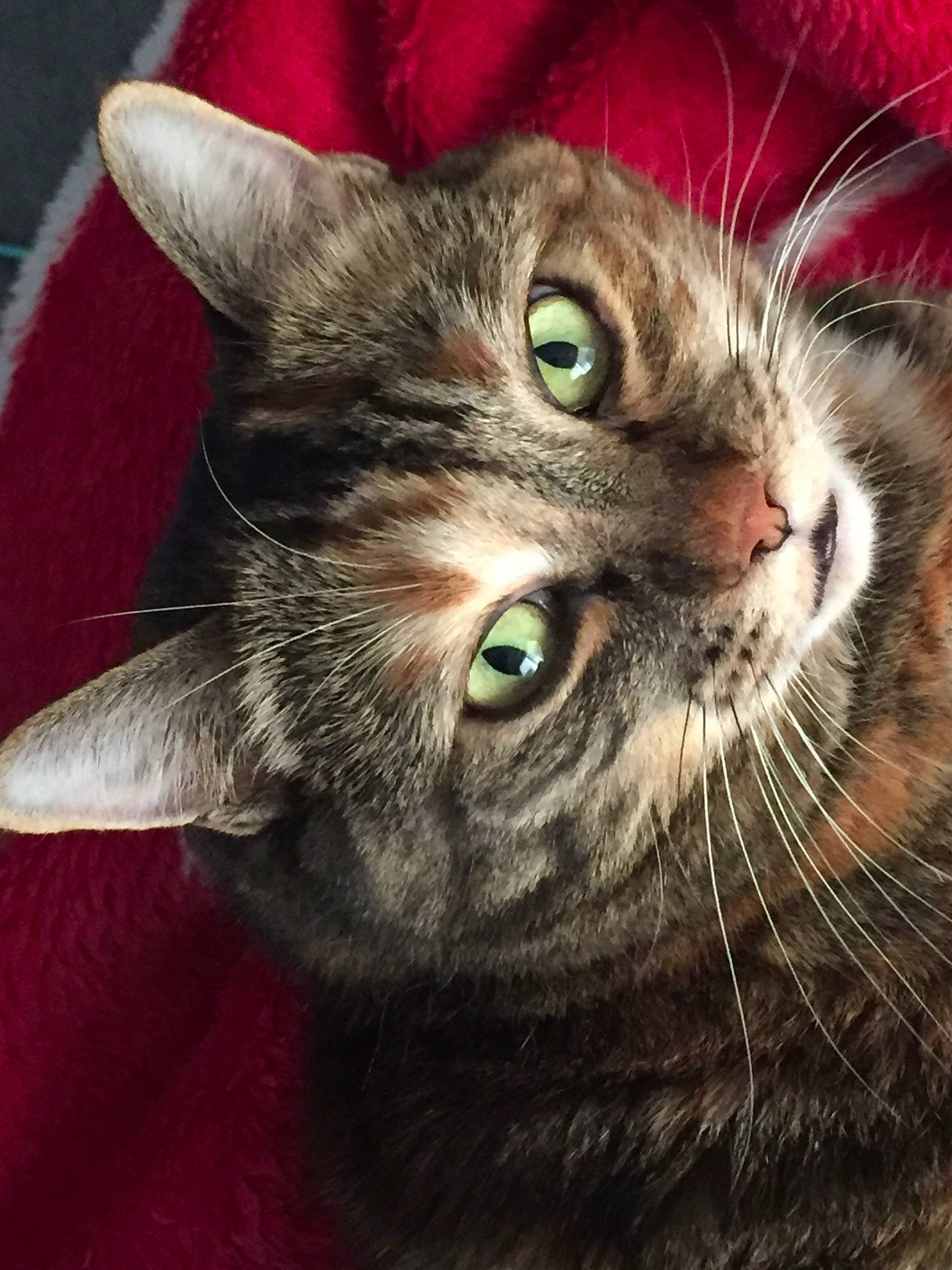 Cleopatra joined the competition — help win amazing prizes! carnivore, cat, domestic_short_haired_cat, ear, felidae, fur, small_to_medium_sized_cats, snout, terrestrial_animal, whiskers