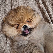 Orso participe au concours pour gagner de l'argent avec cette photo : adorable, animal, blanket, closeup, cozy, cute, dog, face, fluffy, fur, pet, pomeranian, puppy, resting, sleepy, small, smiling, teeth, tongue, young