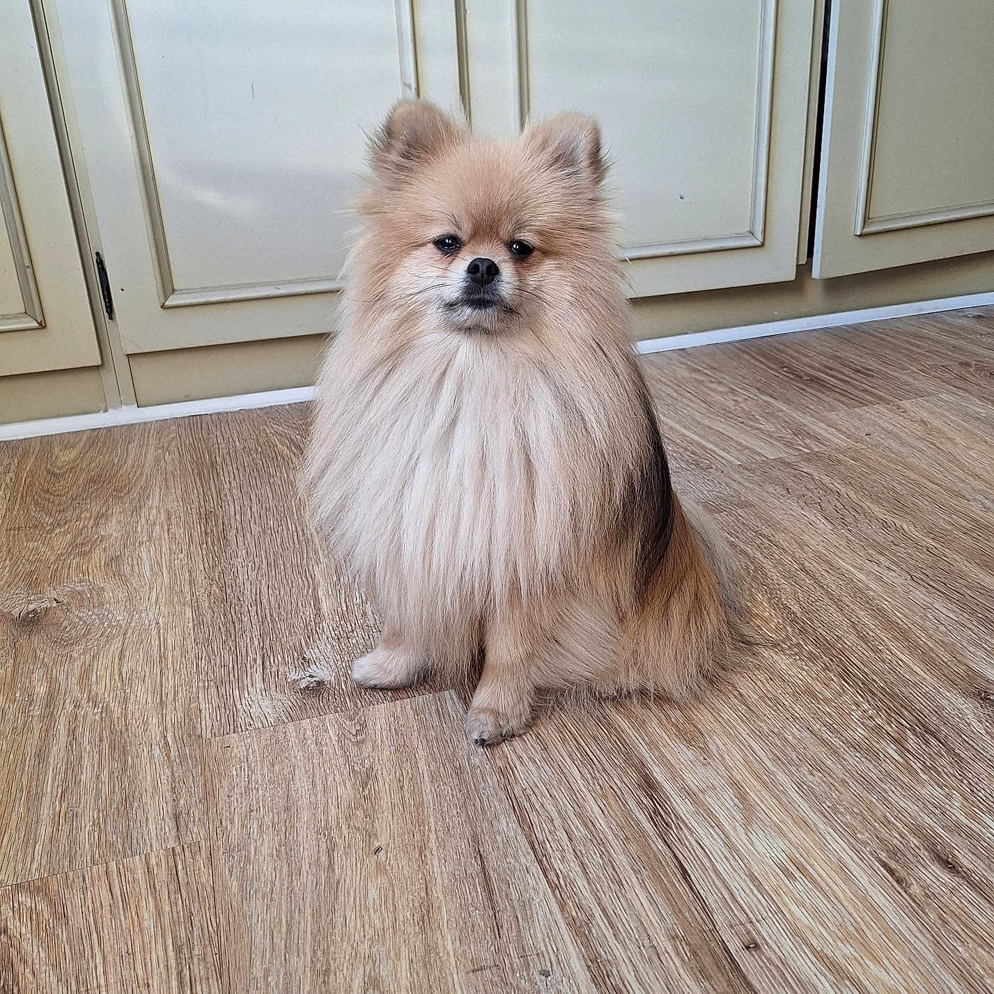 Milo