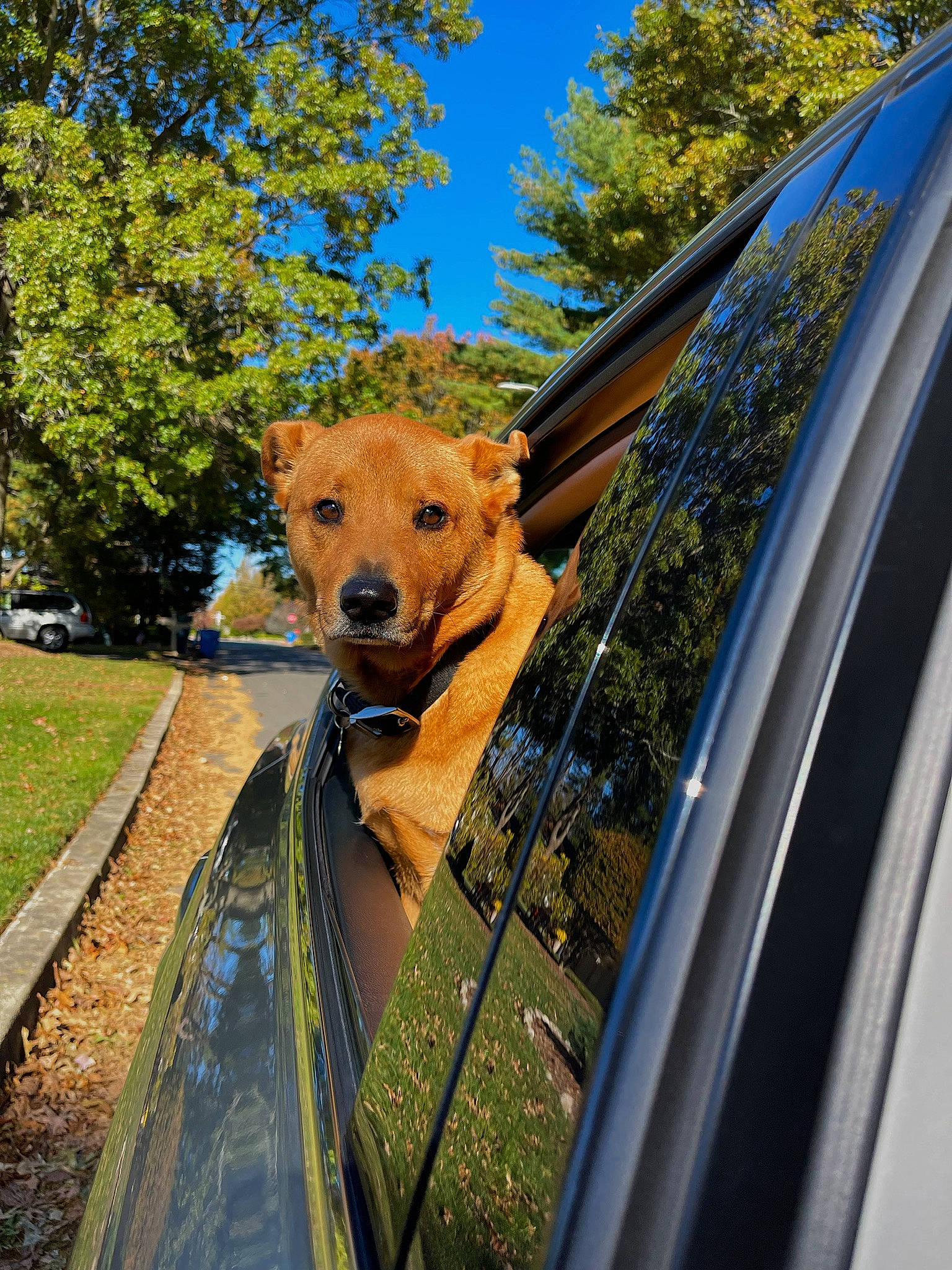 Ben joined the competition — help win amazing prizes! automotive_exterior, automotive_lighting, automotive_mirror, automotive_tire, car, carnivore, companion_dog, dog, dog_breed, fawn, fender, grille, hood, motor_vehicle, plant, sky, tree, vehicle, vehicle_door, wood