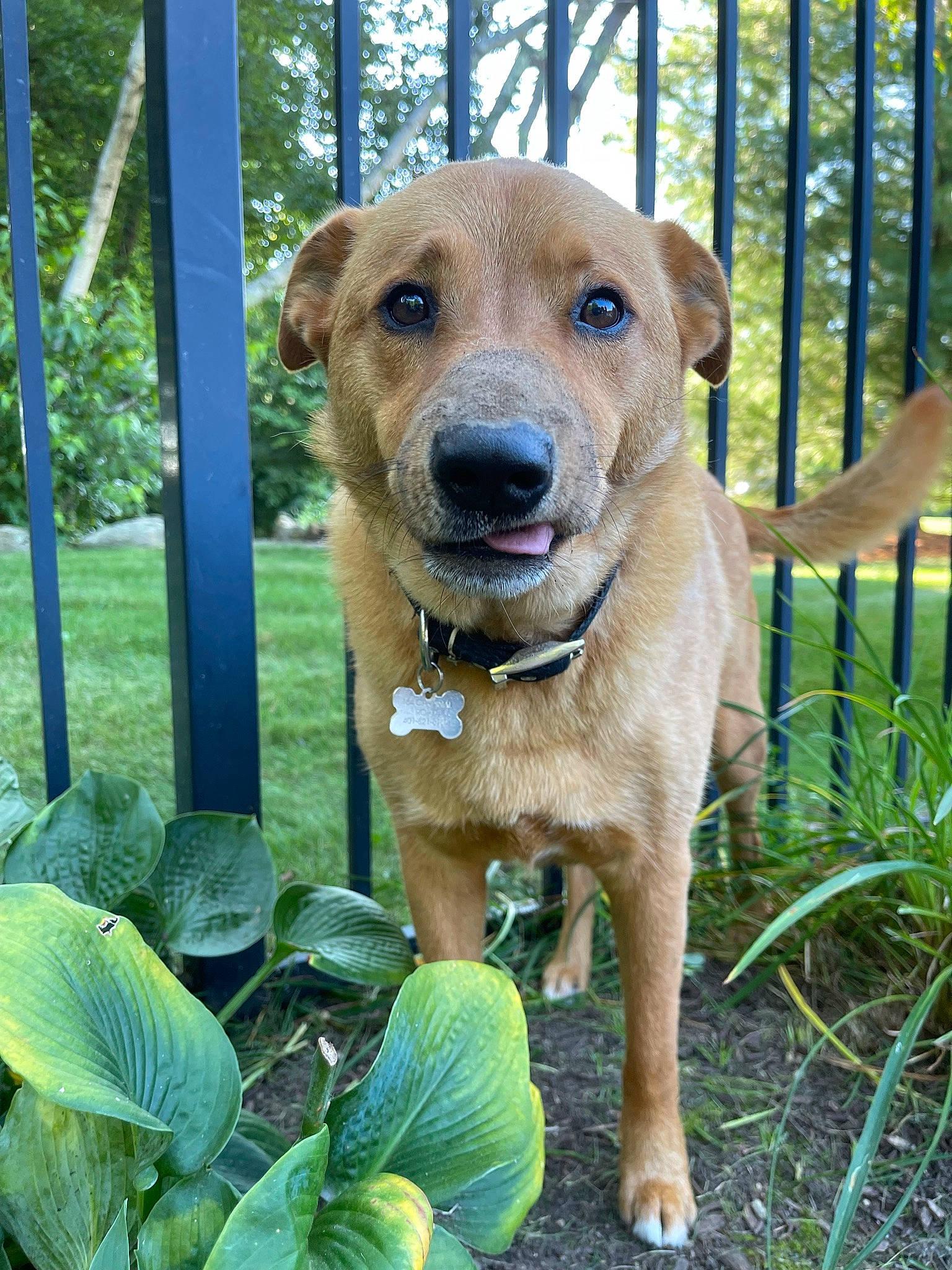 Ben is registered to the contest to win money with this photo: canidae, carnivore, collar, companion_dog, dog, dog_breed, dog_collar, fawn, fence, firefighter, grass, liver, outdoor_furniture, pet_supply, plant, snout, terrestrial_animal, tree, whiskers, working_animal