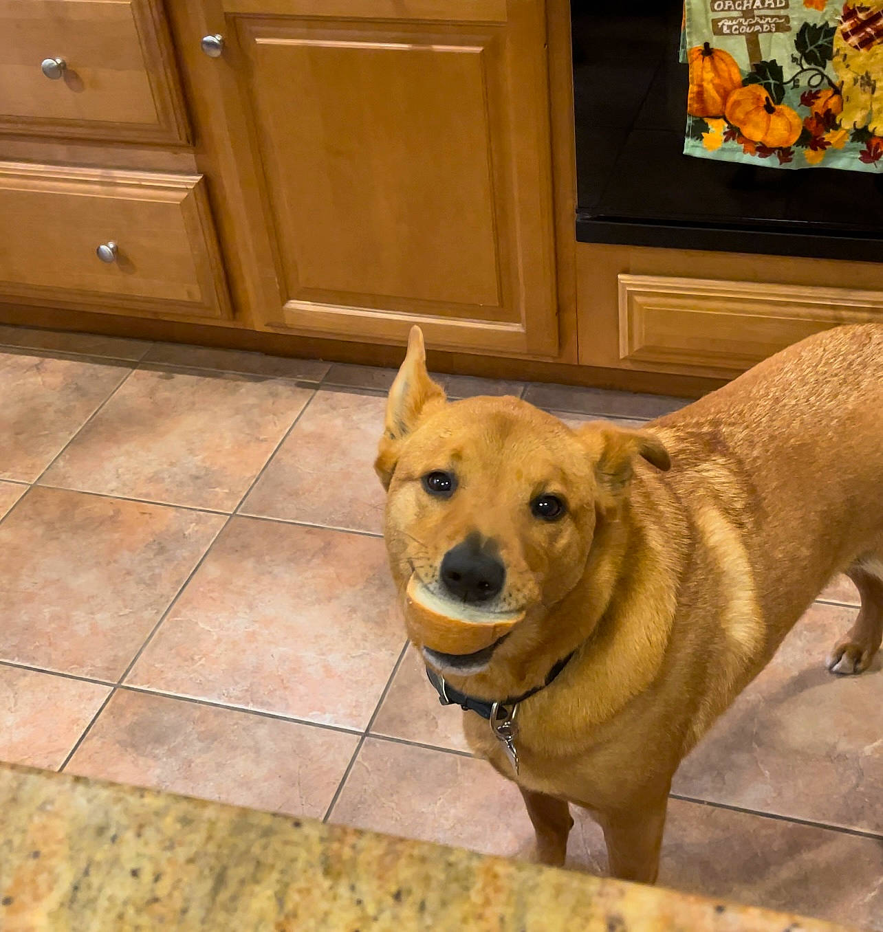 Ben joined the competition — help win amazing prizes! cabinetry, canidae, carnivore, collar, companion_dog, dog, dog_breed, dog_collar, dog_supply, fawn, floor, flooring, hardwood, pet_supply, snout, tail, tile_flooring, wood, wood_stain, working_animal