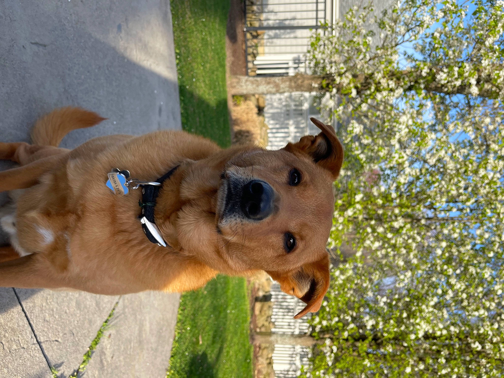 Ben joined the competition — help win amazing prizes! carnivore, collar, companion_dog, dog, dog_breed, dog_collar, fawn, grass, leash, liver, pack_animal, pet_supply, plant, sky, snout, terrestrial_animal, tree, trunk, window, working_animal