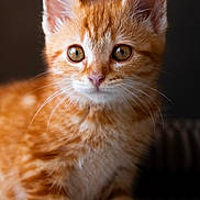 Pumpkin participe au concours pour gagner de l'argent avec cette photo : kitten, cat, orange_tabby, pet, feline, close_up, whiskers, curious, young_animal, soft_fur, portrait, indoor, cute, animal, mammal, small, domestic_cat, ears, nose, eyes