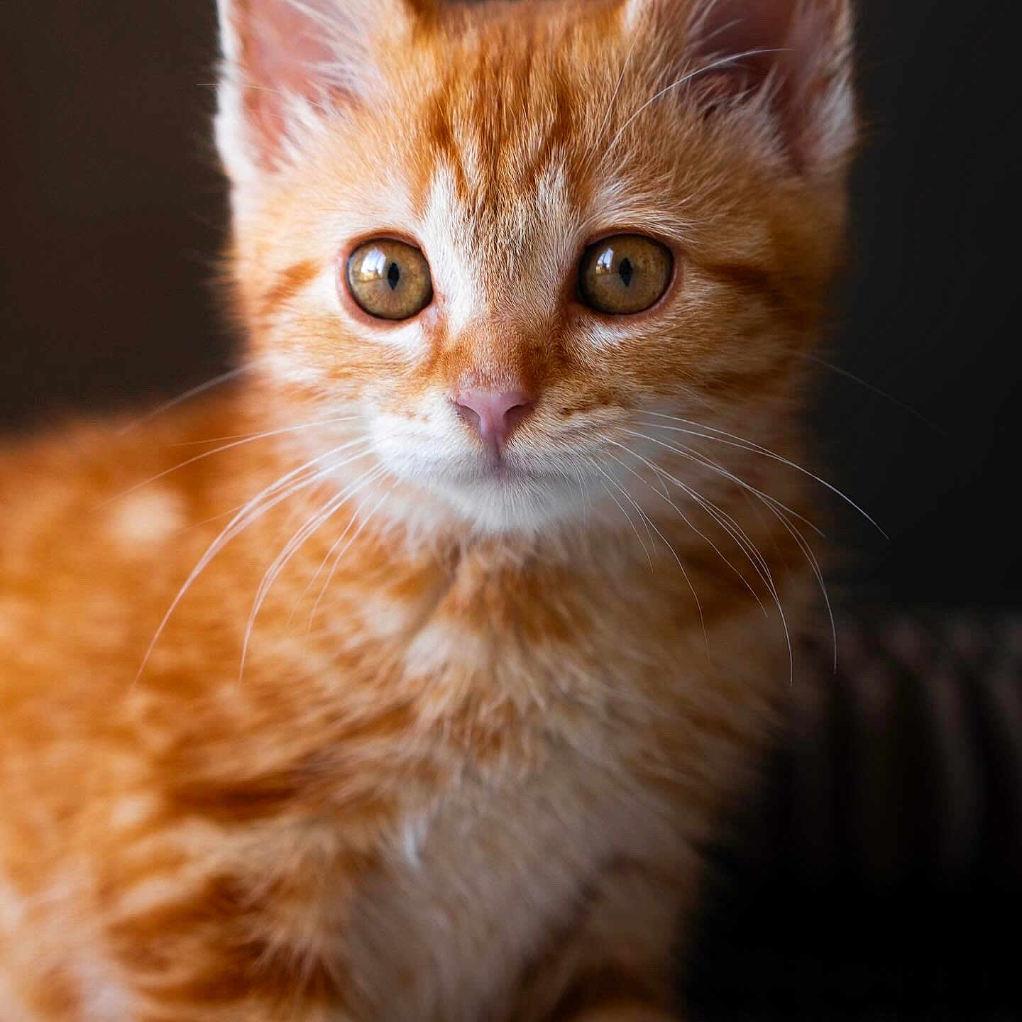 Pumpkin participe au concours pour gagner de l'argent avec cette photo : animal, cat, close_up, curious, cute, domestic_cat, ears, eyes, feline, indoor, kitten, mammal, nose, orange_tabby, pet, portrait, small, soft_fur, whiskers, young_animal