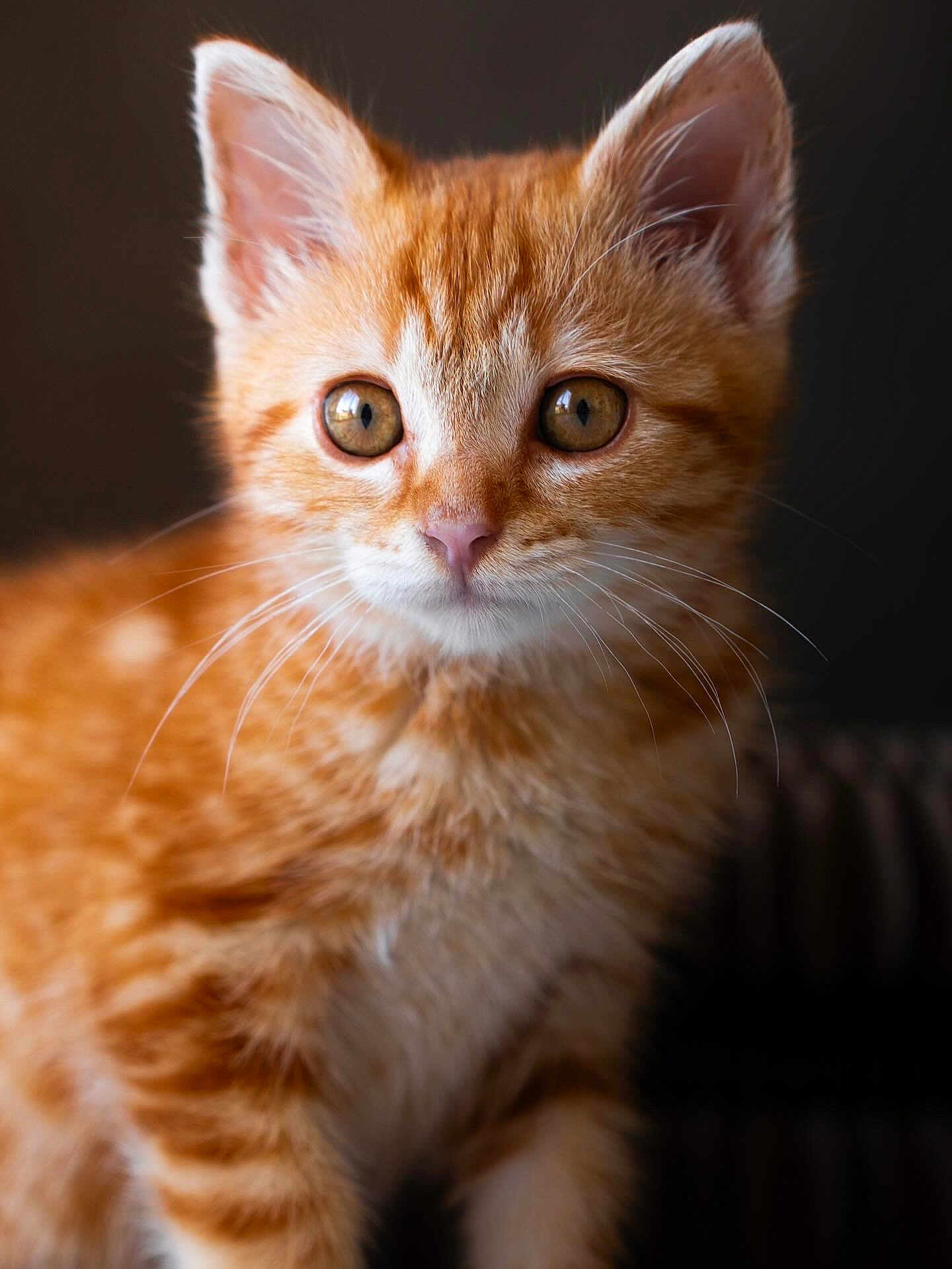 Pumpkin participe au concours pour gagner de l'argent avec cette photo : kitten, cat, orange_tabby, pet, feline, close_up, whiskers, curious, young_animal, soft_fur, portrait, indoor, cute, animal, mammal, small, domestic_cat, ears, nose, eyes