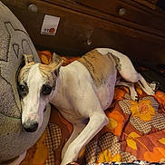 Atlas a rejoint le concours — aidez-le/la à gagner de superbes lots ! dog, canine, pet, white_dog, brown_markings, lying_down, long_legs, short_coat, floppy_ears, dark_eyes, black_nose, looking_at_camera, bed, blanket, floral_pattern, bedroom, wooden_dresser, indoor, cozy, portrait