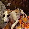 dog, canine, pet, white_dog, brown_markings, lying_down, long_legs, short_coat, floppy_ears, dark_eyes, black_nose, looking_at_camera, bed, blanket, floral_pattern, bedroom, wooden_dresser, indoor, cozy, portrait