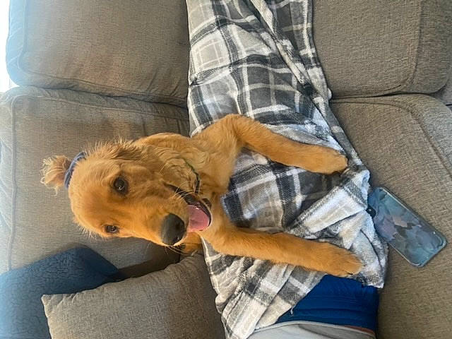 Artie joined the competition — help win amazing prizes! canidae, carnivore, chair, comfort, companion_dog, couch, dog, dog_breed, ear, fawn, fur, lap, plaid, sitting, snout, sporting_group, tartan, toy_dog, whiskers, working_animal