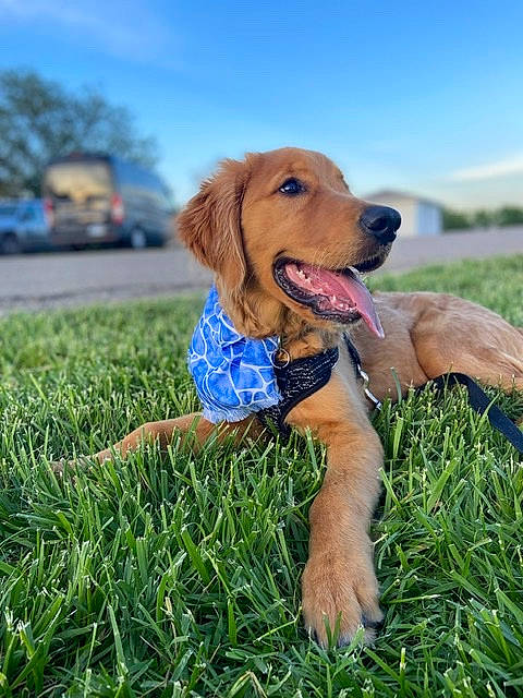 Artie is registered to the contest to win money with this photo: ball, carnivore, cloud, companion_dog, dog, dog_breed, fawn, grass, grassland, gun_dog, happy, lawn, people_in_nature, plant, retriever, sky, snout, sporting_group, sunglasses, tree