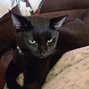 Jake joined the competition — help win amazing prizes! black_cat, cat, pet, animal, feline, indoor, blanket, couch, pillow, resting, fur, whiskers, ears, close_up, domestic_cat, relaxed, home, cozy, sleepy, comfort